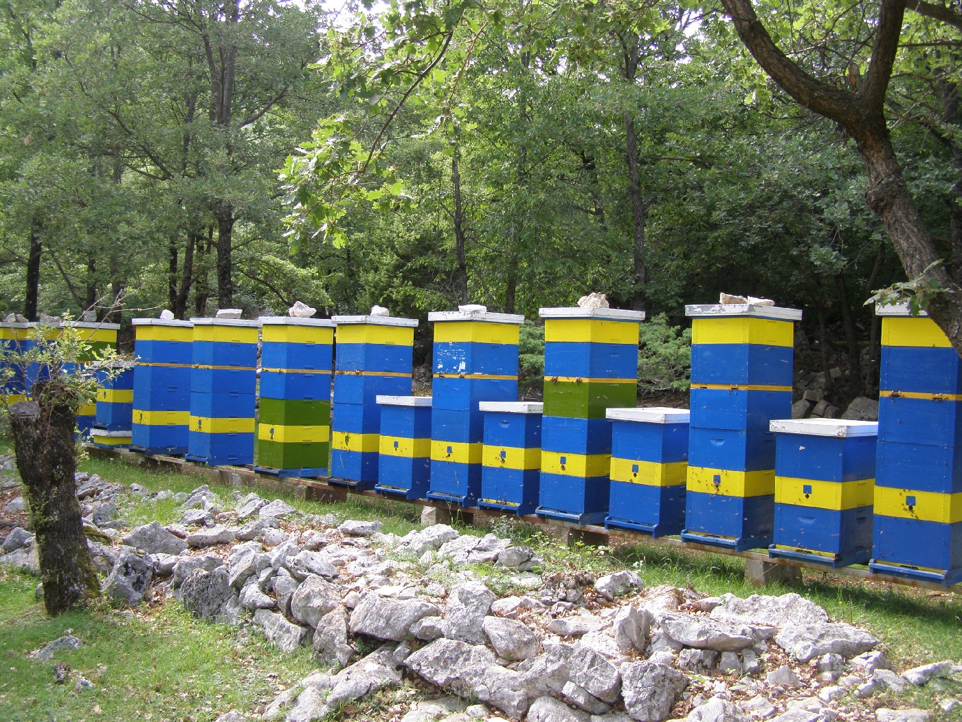 Košnice za proizvodnju meda - pčelarstvo Dragoslavić