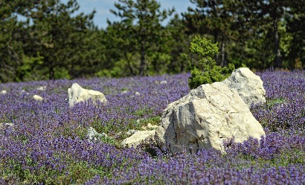 Domaći med - Cres otok meda