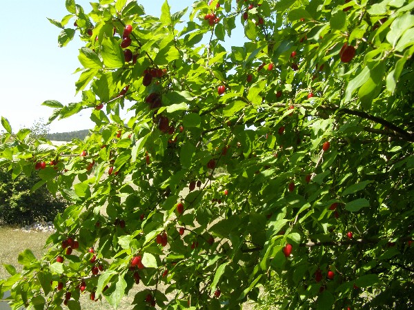 Domaći med - koji je med najbolji