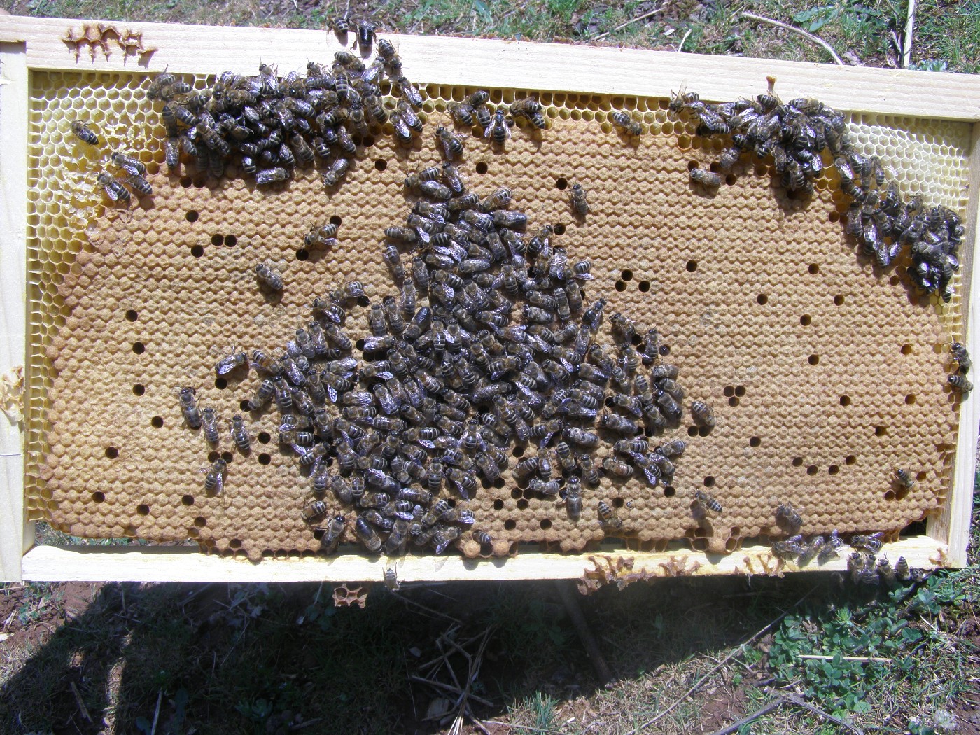 Propolis, domaći med, lijek od propolisa