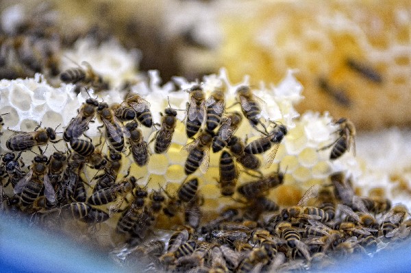 Propolis ljekovito sredstvo - pčelarstvo Dragoslavić